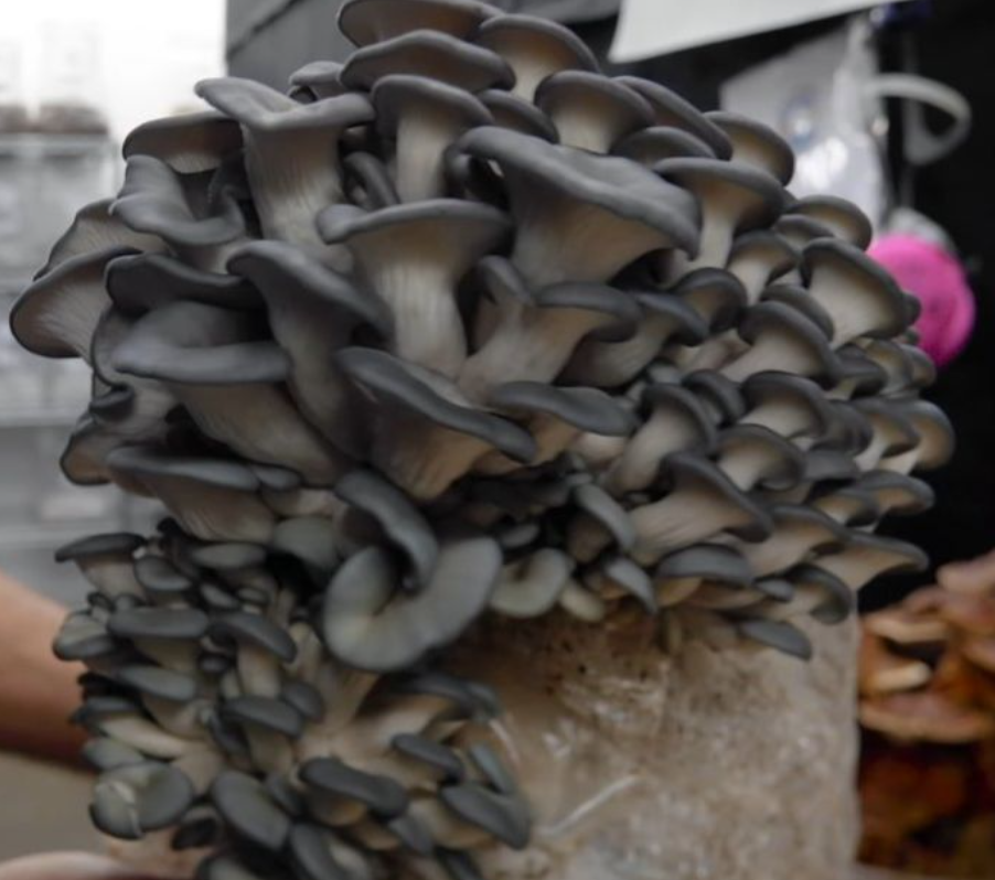 Ostra Azul Unidad 200g