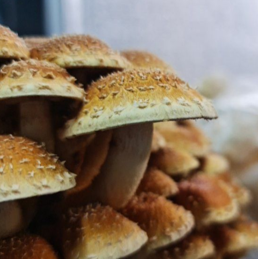 Ostra Chest nut Unidad 200g