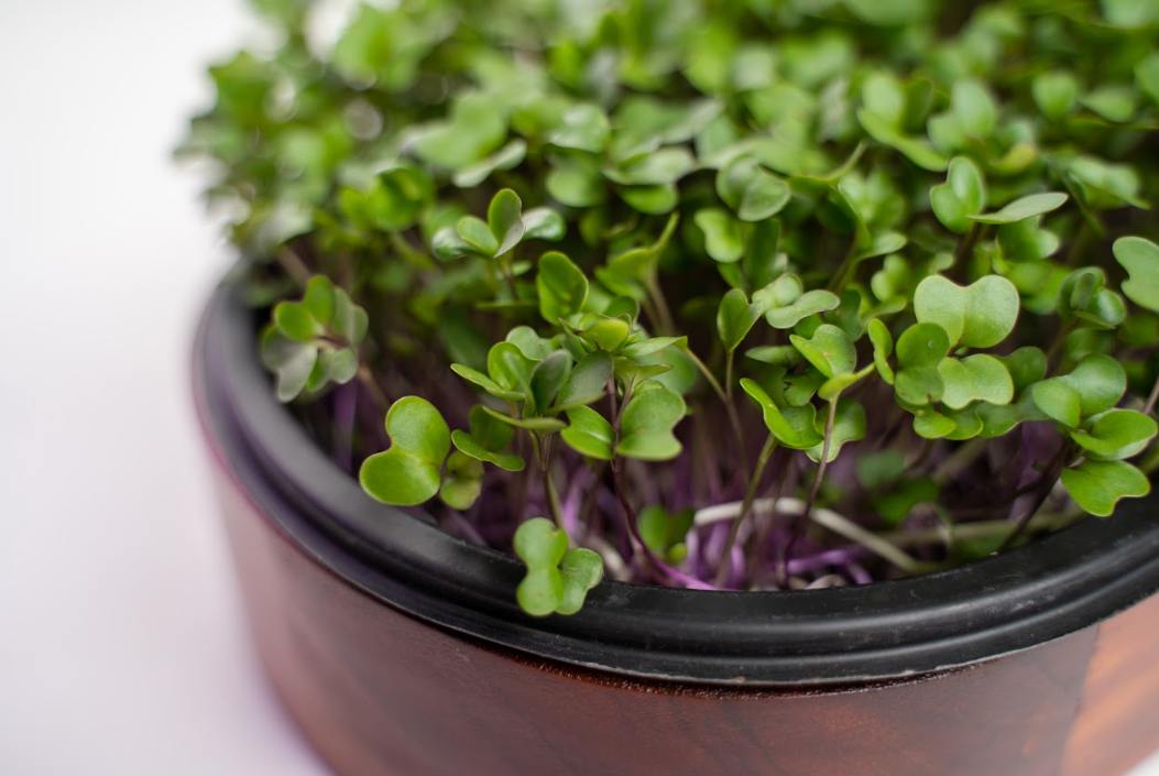 MICROGREENS PAD VIVO SUSCRIPCION MENSUAL