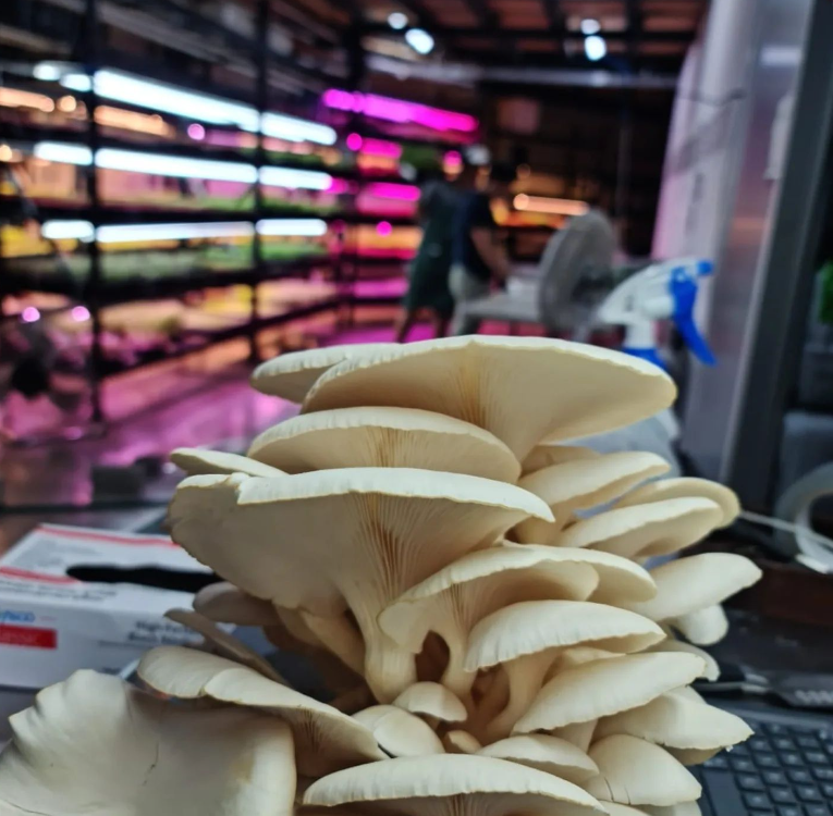 HONGOS SUSCRIPCION MENSUAL