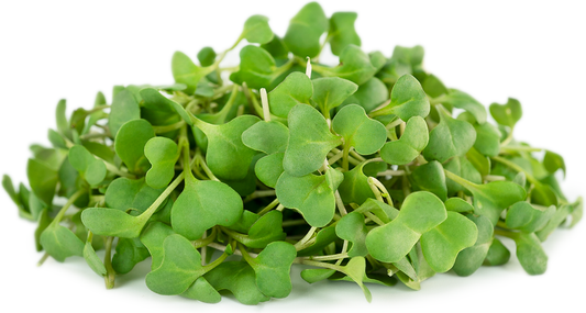 Microgreens MIXTOS y BRASSICAS