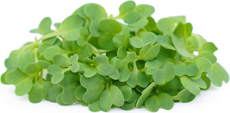 Microgreens MIXTOS y BRASSICAS