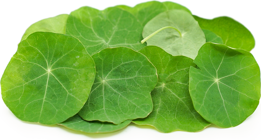 MICRO NASTURTIUM