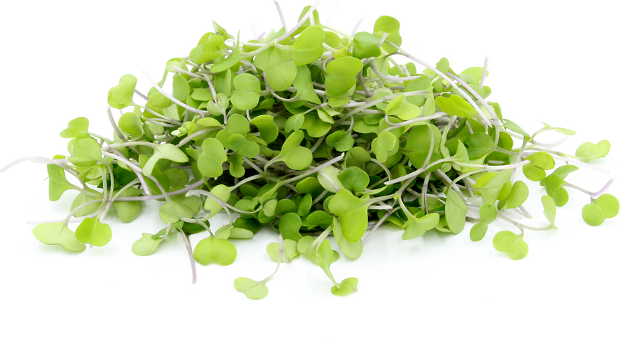 Microgreens MIXTOS y BRASSICAS