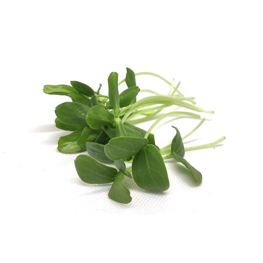 MICRO MELON