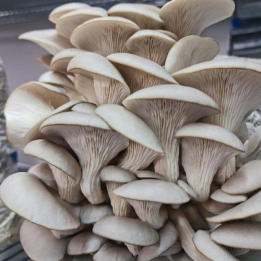 Ostra Blanco Unidad 200g
