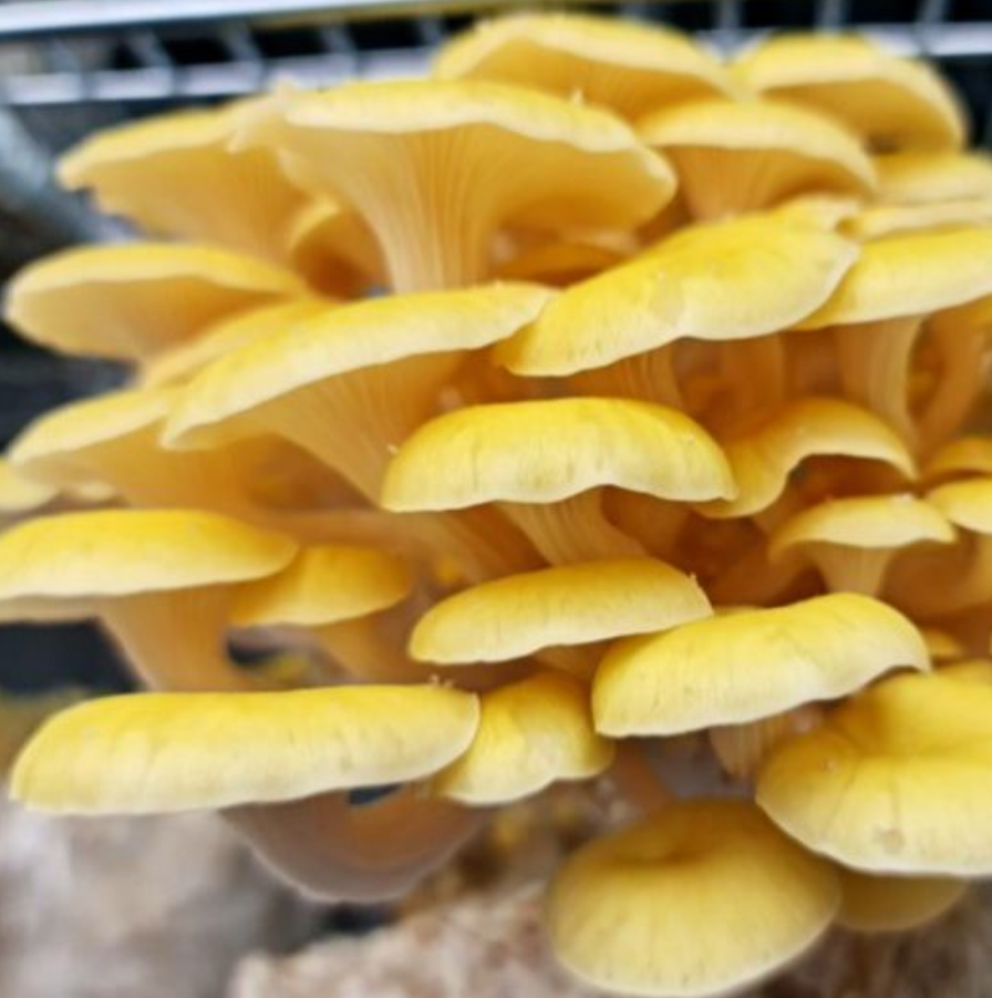 Ostra Amarillo Unidad 200g