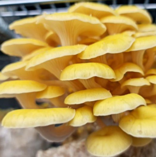 Ostra Amarillo Unidad 200g