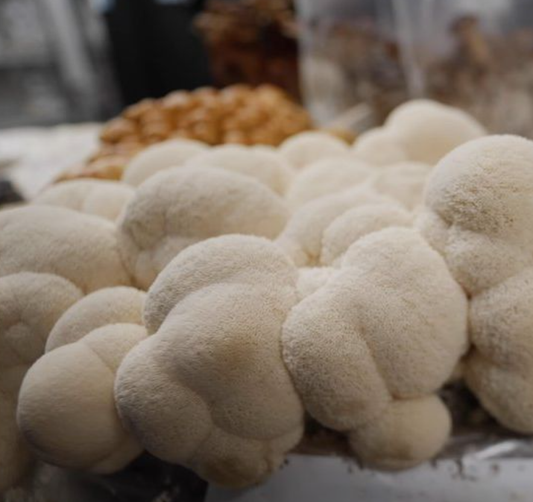Ostra Lions Mane Unidad 200g