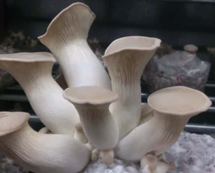 Ostra King Trumpet Unidad 200g