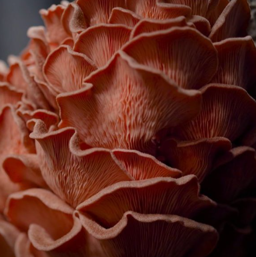 Ostra Rosado Unidad 200g