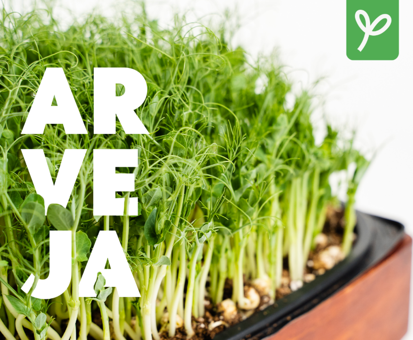 MENSUALIDAD ->  x4 Unidades  - Pad Vivo Arveja - Microgreens