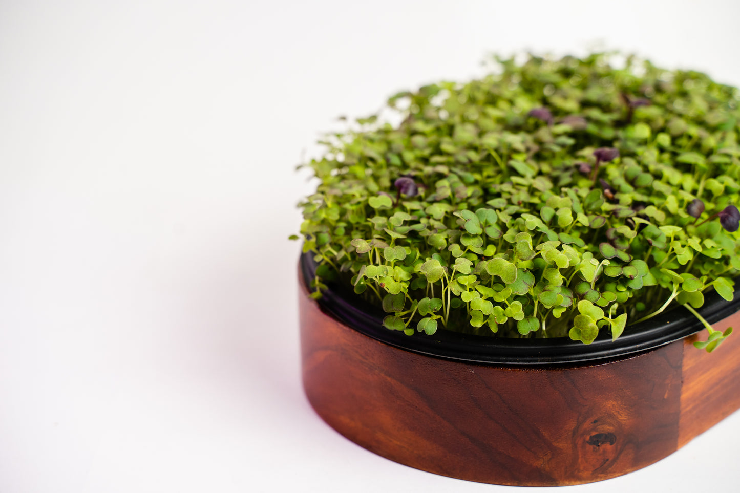 MENSUALIDAD ->  x4 Unidades  - Pad Vivo Mixto - Microgreens