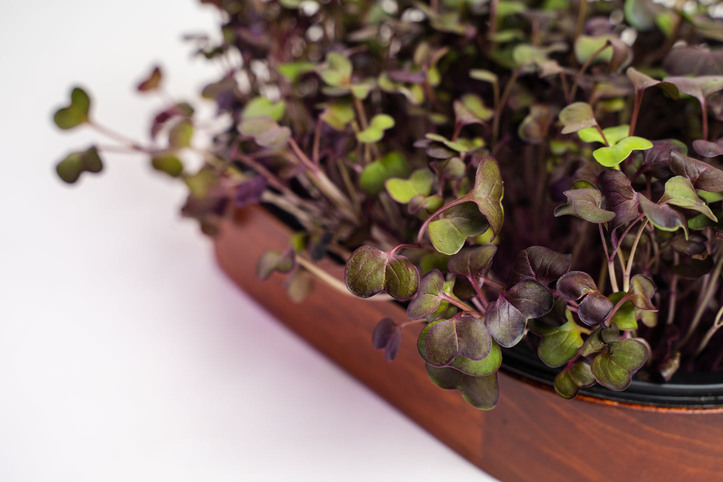 MENSUALIDAD ->  x4 Unidades  - Pad Vivo Mixto - Microgreens