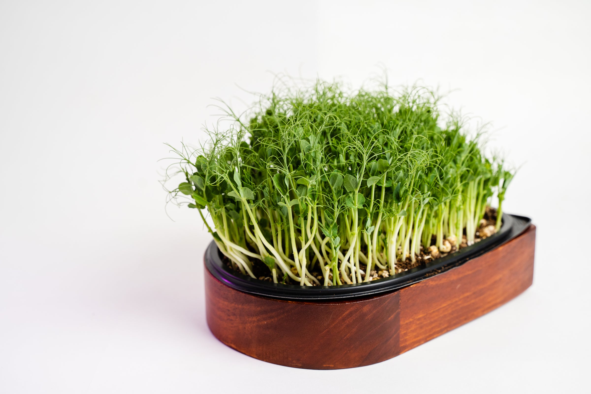 VERTIGREENS