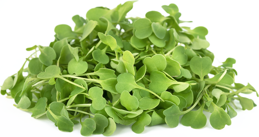 MICRO ARUGULA