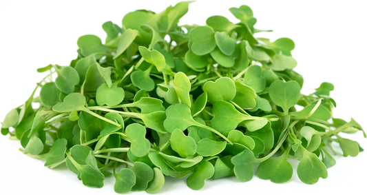 MICRO ARUGULA