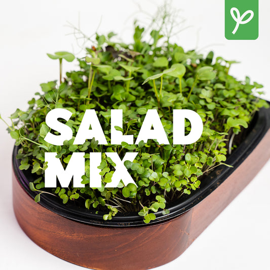 MENSUALIDAD ->  x4 Unidades  - Pad Vivo Mixto - Microgreens